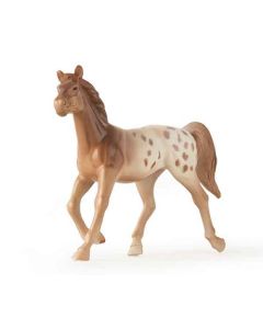 Appaloosa Pferd